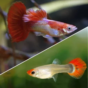 Guppy Tuxedo Blond Koi | Lebistes Reticulatus PAREJA