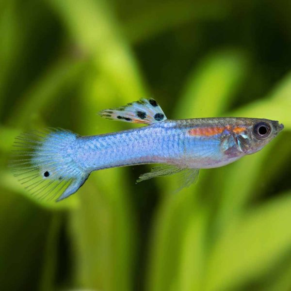 Poecilia Endleri Blue Japan