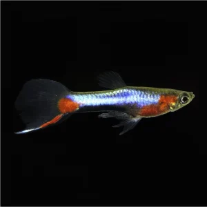 Poecilia Endleri Blue Star