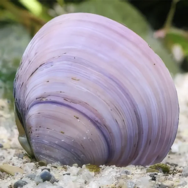 Almeja Purpura Batissa Violacea