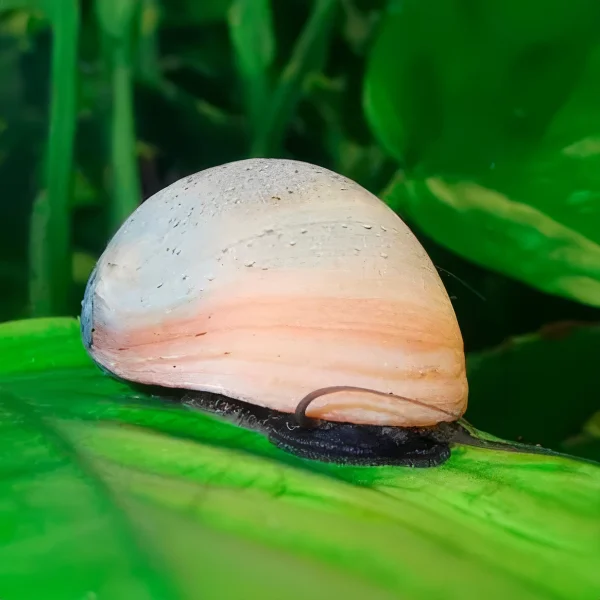 Caracol Casco Militar Blanco Neritina Pulligera