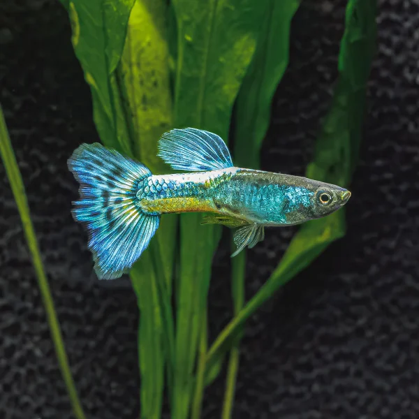 guppy dumbo verde mosaico