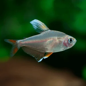 tetra rosado bentosi