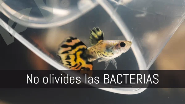 No olvides las bacterias beneficiosas para tu acuario plantado