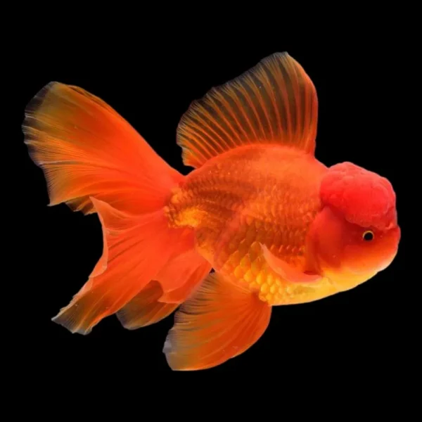 oranda fantail red