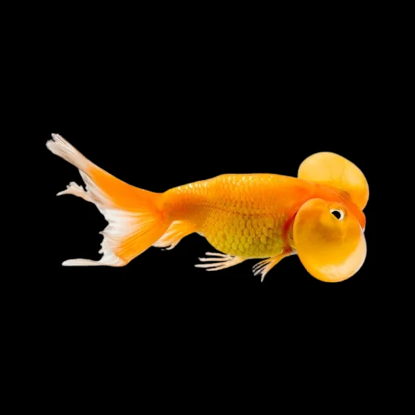 Oranda Ojo de Burbuja