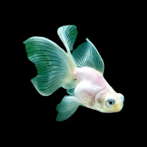 Oranda Telescopio Blanco