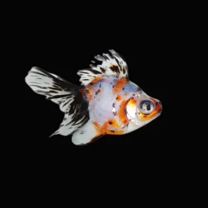 oranda telescopio calico