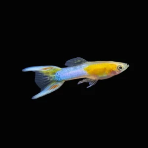 Poecilia Endleri Blue Japan Golden