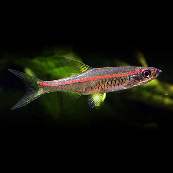 rasbora de linea roja