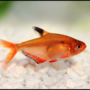 Tetra Serpae