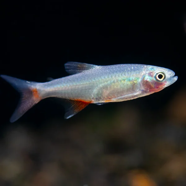 Tetra Cristal de Aletas Rojas