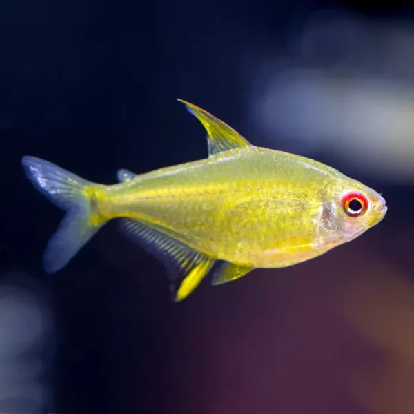 Tetra Limon