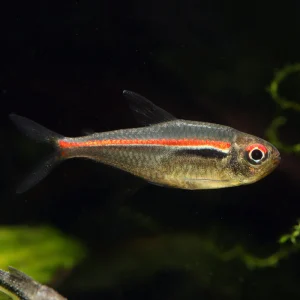 Tetra linea roja