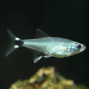 tetra paraguay