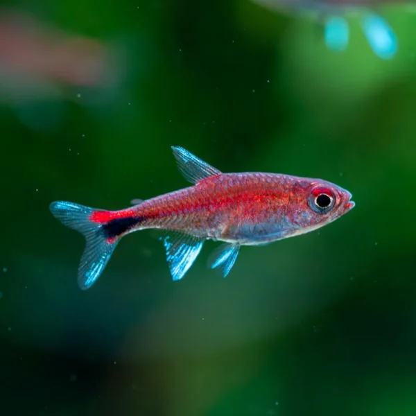 Tetra Rubi