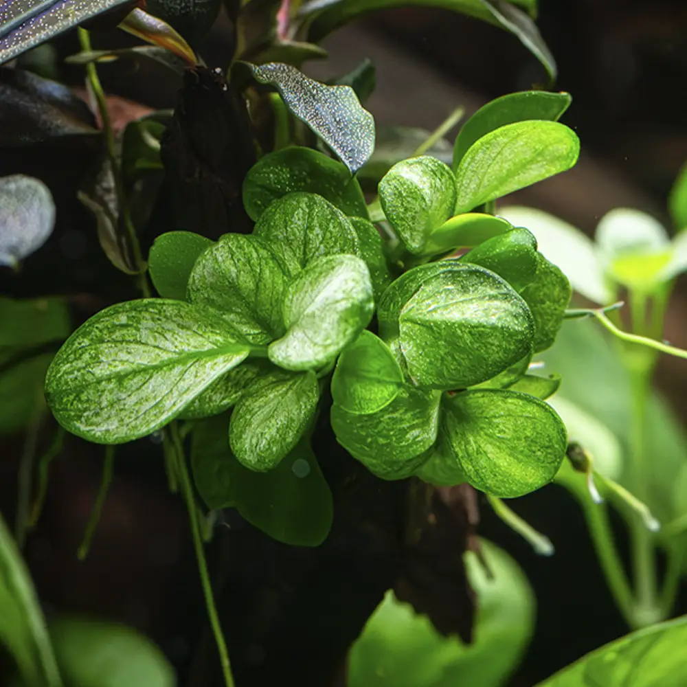 Anubias barteri 'Mini Coin Variegated' 