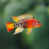 Apistogramma-macmasteri-gold-red-mask