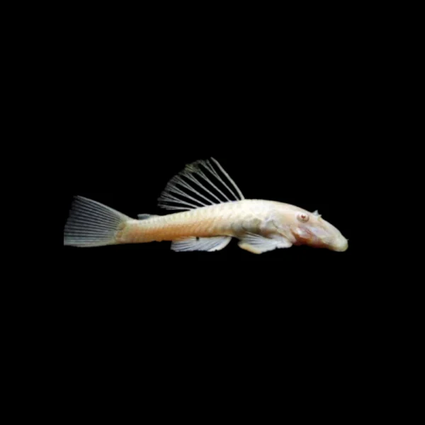 Ancistrus Albino