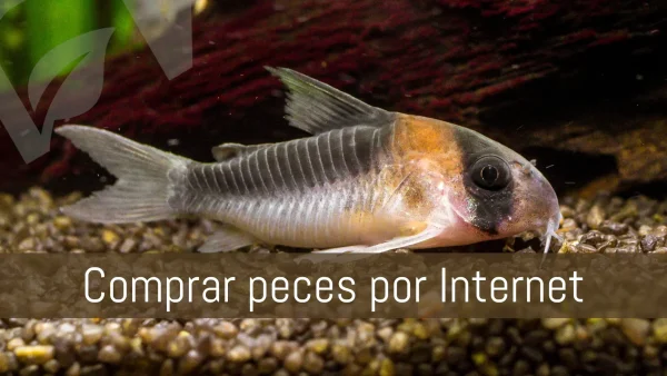 comprar peces por internet online