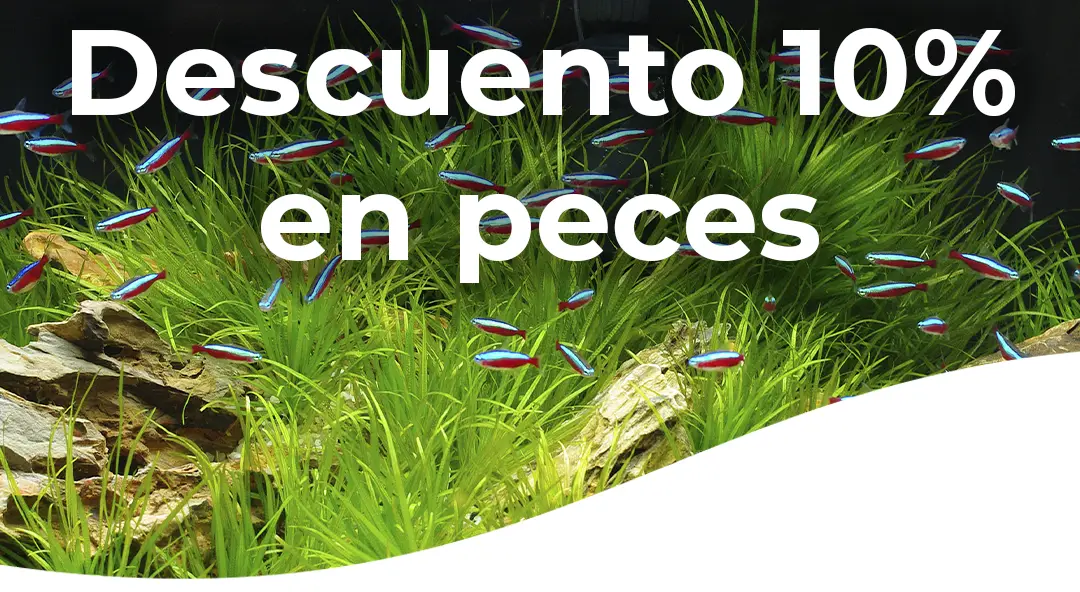 Descuento en toda la web en peces del 10 % nascapers.es