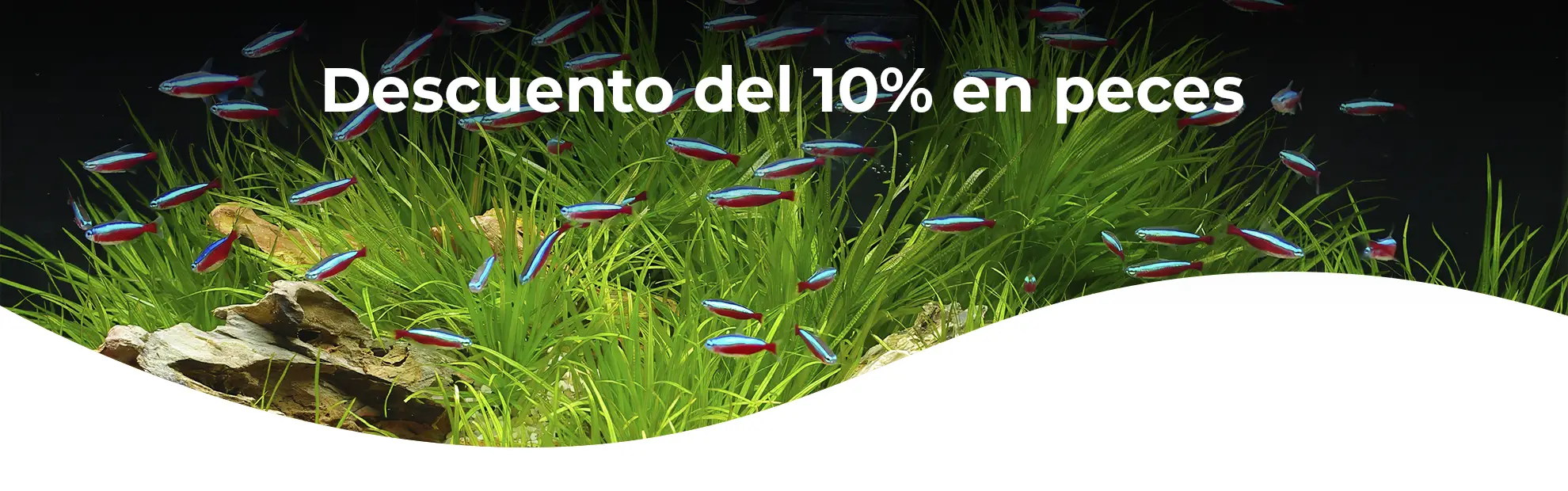 Descuento en toda la web en peces del 10 % nascapers.es