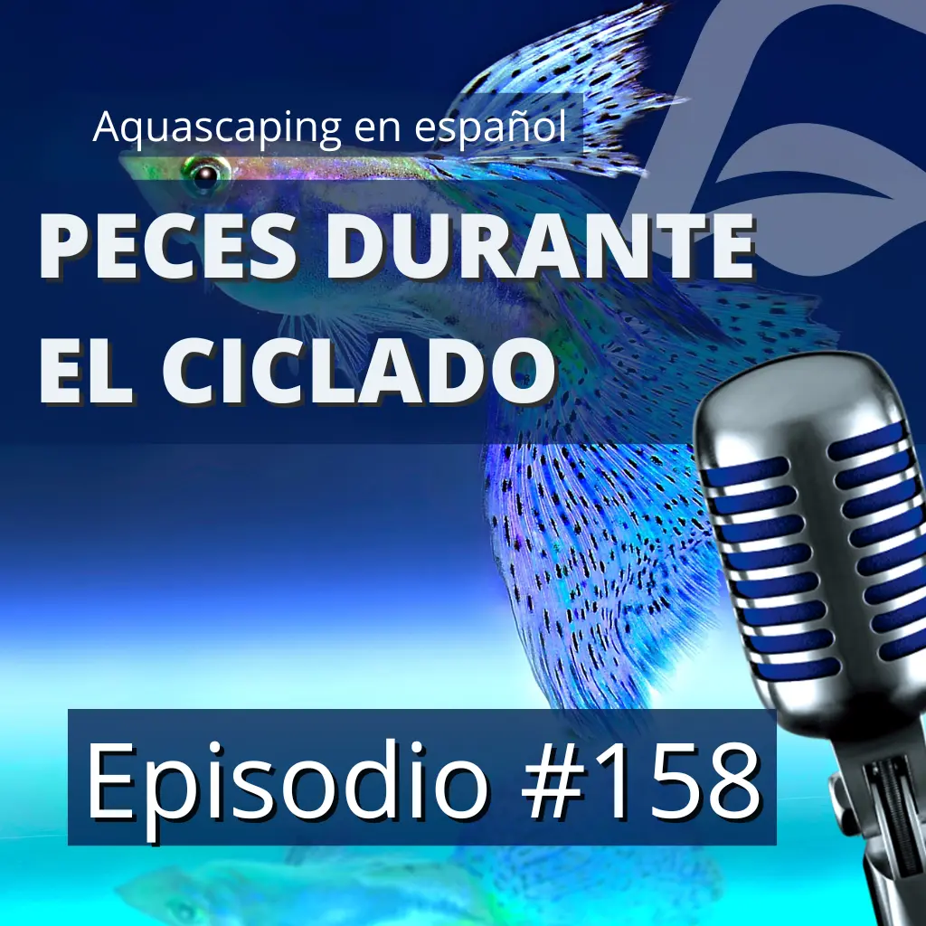 Episodio #158 | Cómo ciclar tu acuario y cuándo introducir los peces