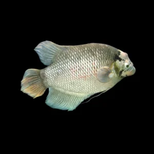 Gourami Gigante Labios de Goma