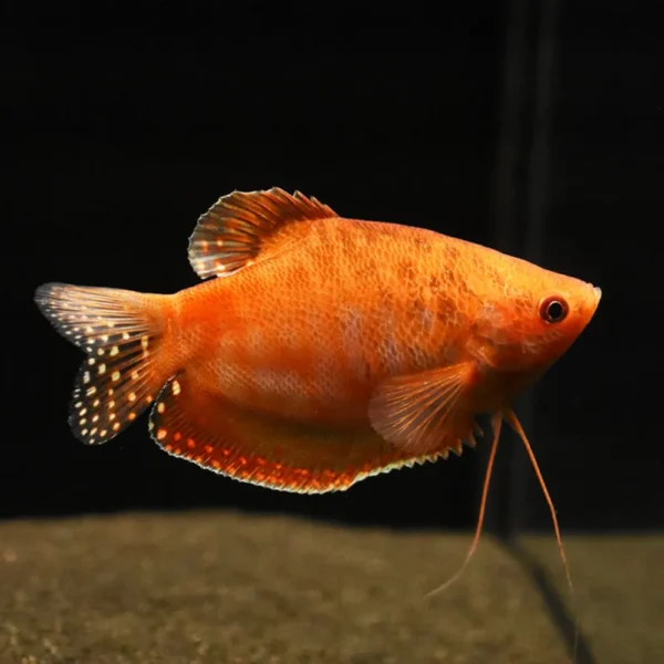 Gourami Oro Rojo