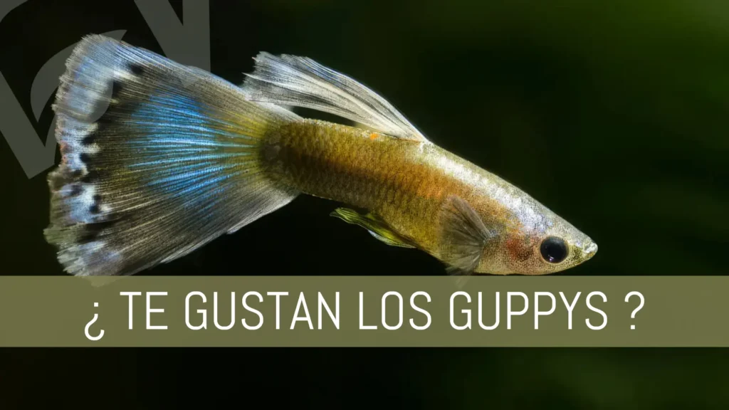 Guía para los Guppys en tu acuario plantado