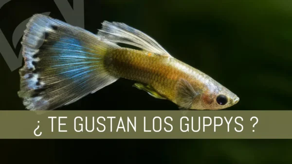 Guía para los Guppys en tu acuario plantado