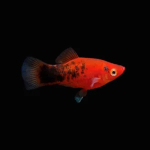 platy coral berlin rojo acuarios nascapers