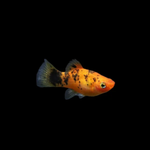 Platy Coral Naranja