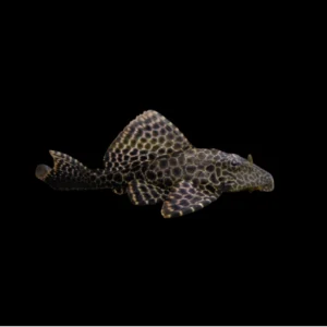 plecostomus mariposa