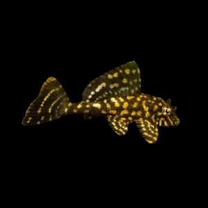 plecostomus marmol naranja leopardo