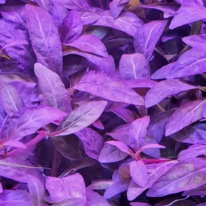 Staugorine Repens Purple