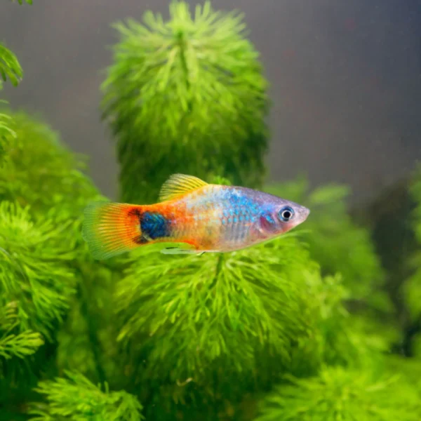 Platy Tricolor Mariposa