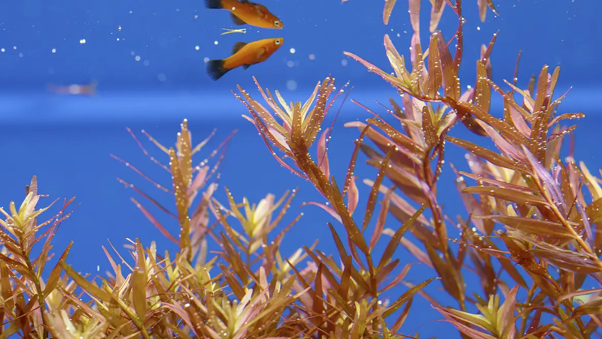 Acuario de agua pulcra y cristalina