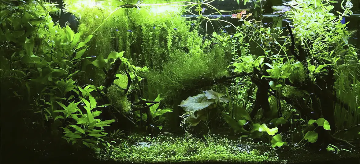 Acuario estilo Selva.