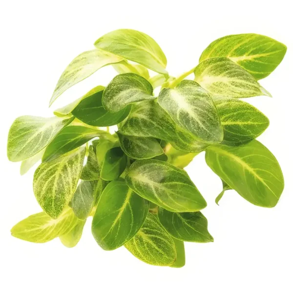 Anubias Barteri Var Nana Stardust