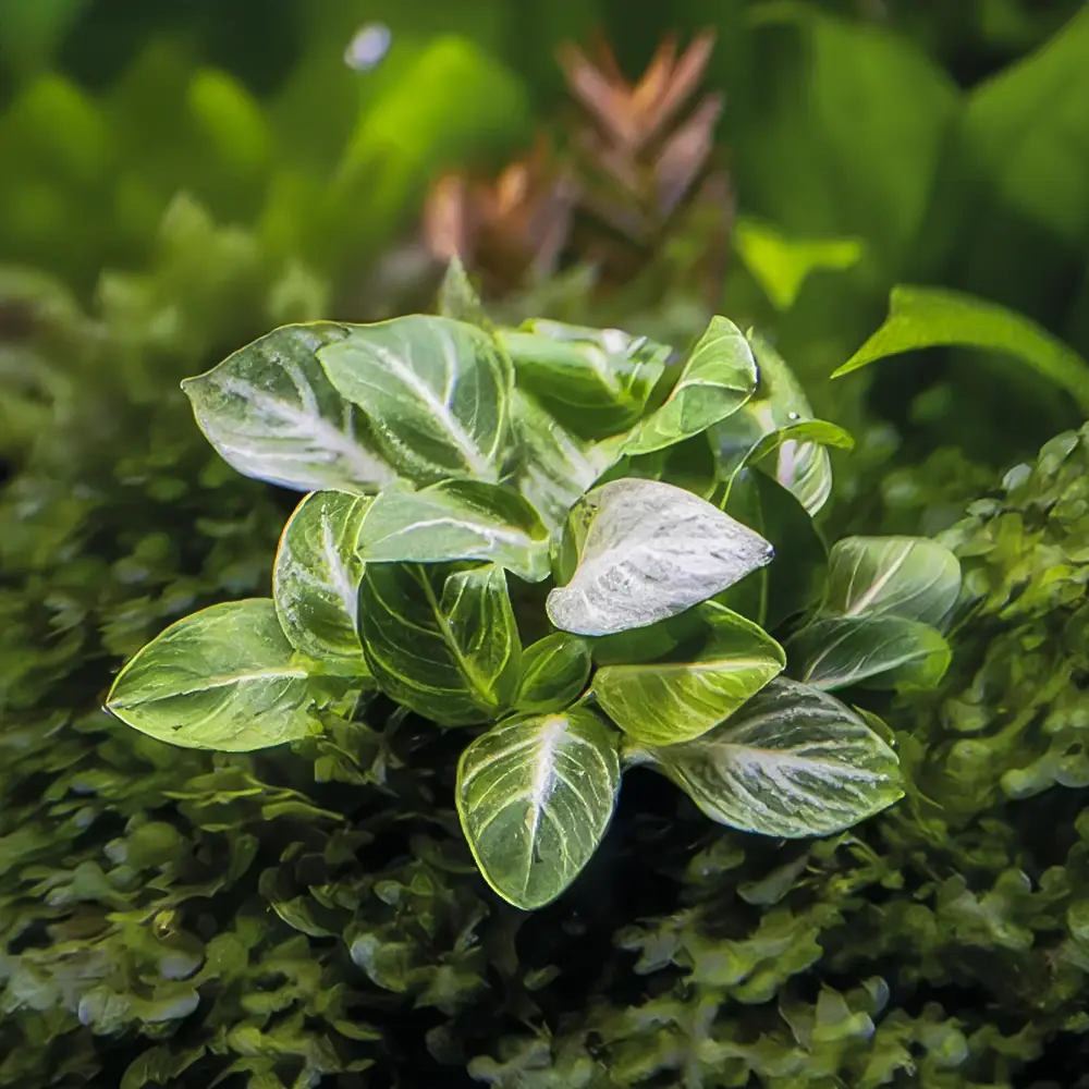 Anubias Barteri Var Nana Stardust