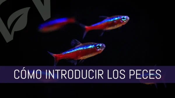 Cómo introducir los peces en el acuario