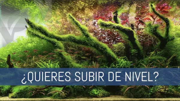 ¿Quieres subir el nivel de tu acuario plantado?