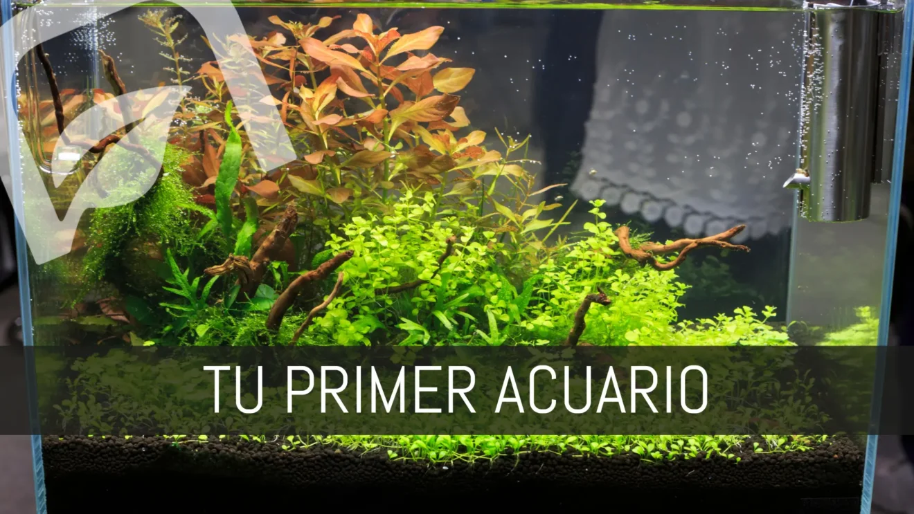 Tu primer acuario