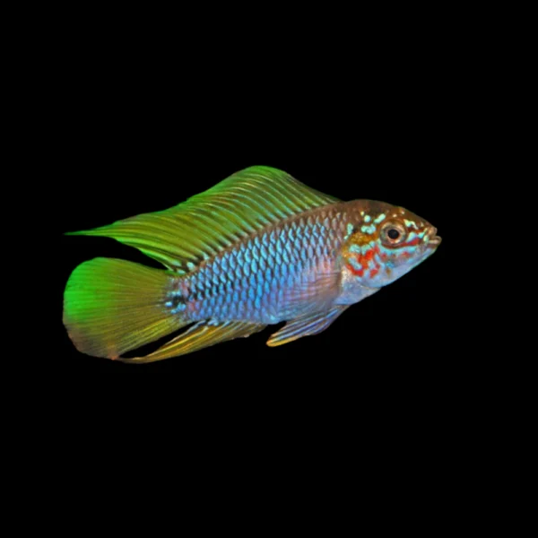 Apistogramma Opal