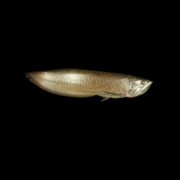 arowana amazonica plata