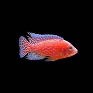 Aulonocara sp fire fish