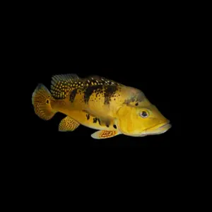 Cichla kelberi