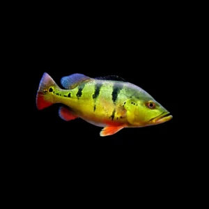 Cichla monoculus