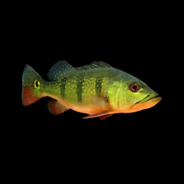 Cichla ocellaris